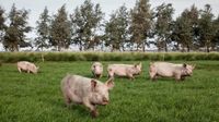 Alerta por dos nuevos brotes con sospecha de triquinosis en la región