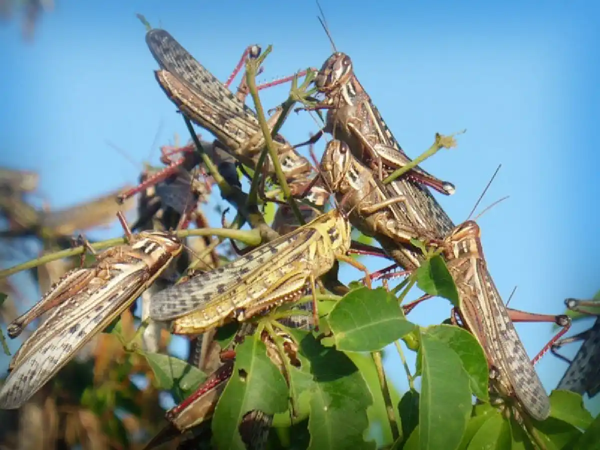 Alerta en el norte por ingreso de mangas de langostas desde Paraguay 