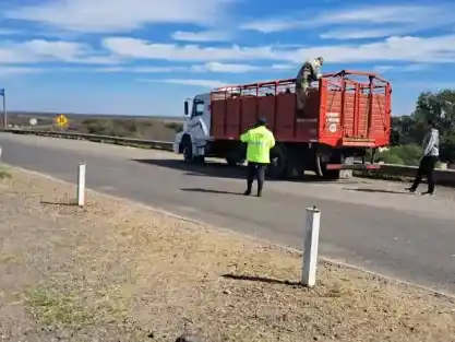Un  camionero de Ceibas fue retenido en Victoria por transportar ganado sin papeles
