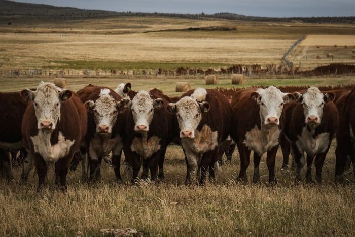 Campo Informe Rosgan