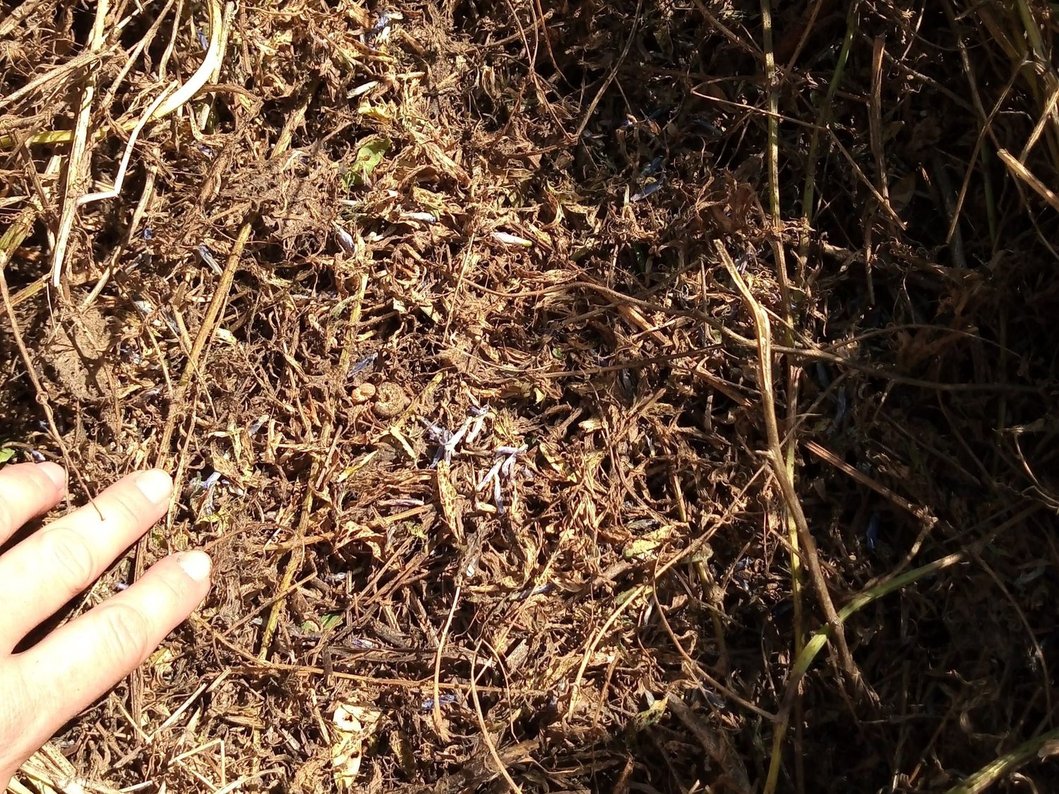 Sistemas siempre verdes: desafíos y oportunidades en el manejo de insectos