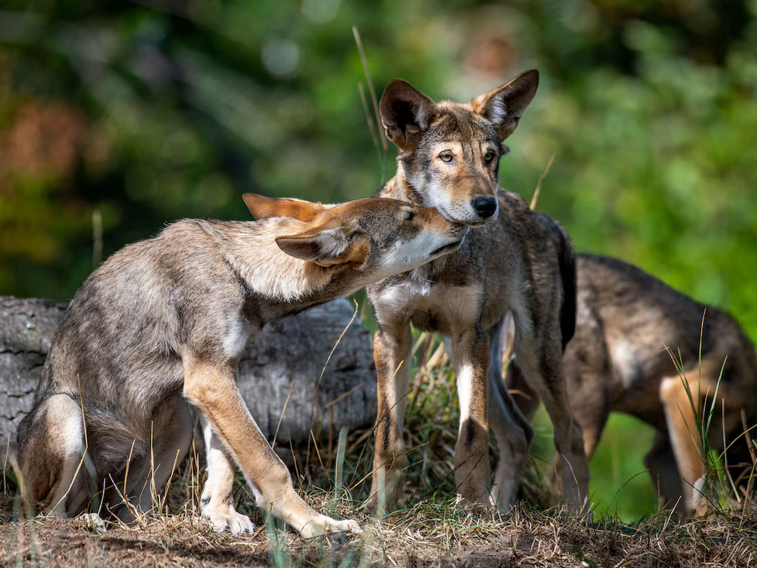 Revivieron al lobo terrible, una especie extinta que vivió en América del Norte hace 13 mil años