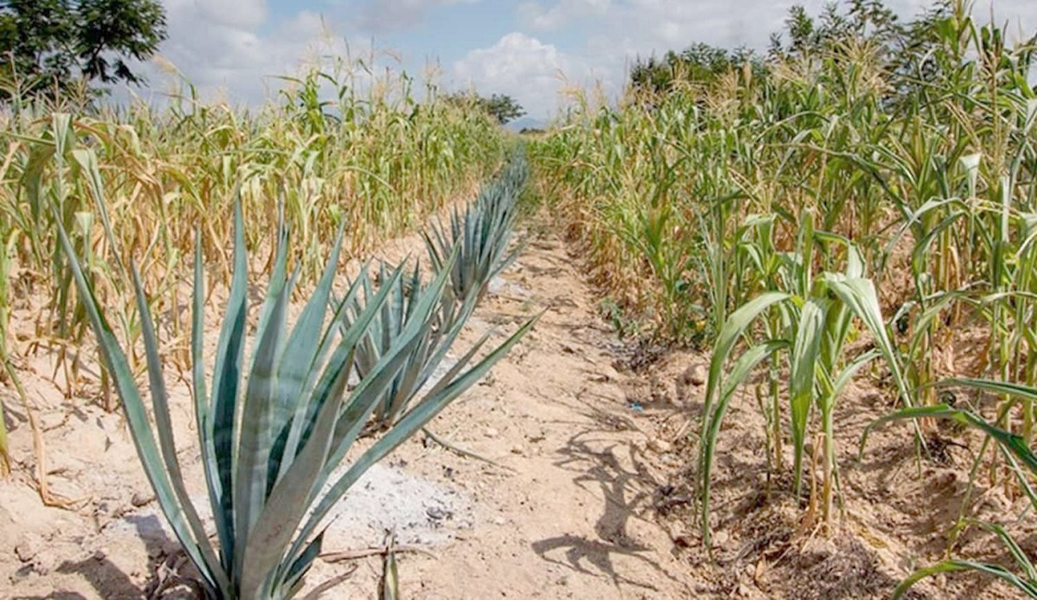 La FAO reconoció como patrimonio agrícola mundial a sistema mexicano