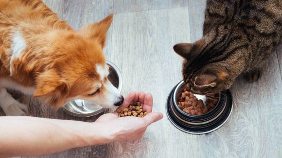 ¿Cuál es el mejor horario para alimentar a tu perro, según los veterinarios?