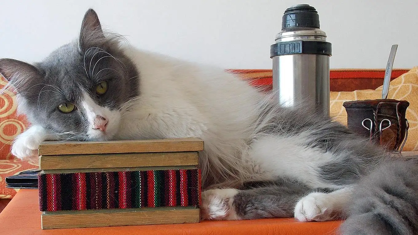 Jude, el gato que sobrevivió contra todos los pronósticos