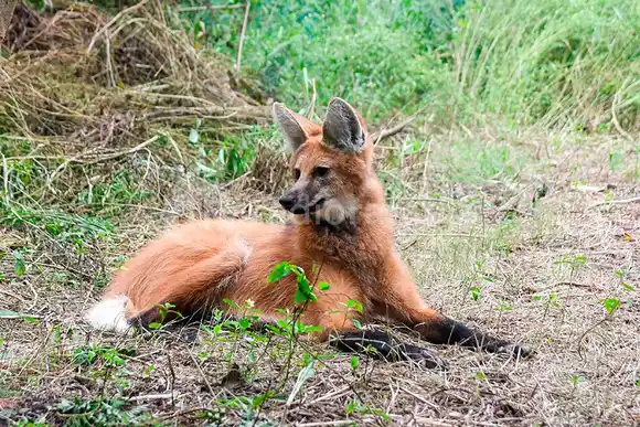 VIDEO | Un Aguará Guazú apareció en zona urbana gravemente herido: fue rescatado, sanado y reinsertado a su hábitat natural