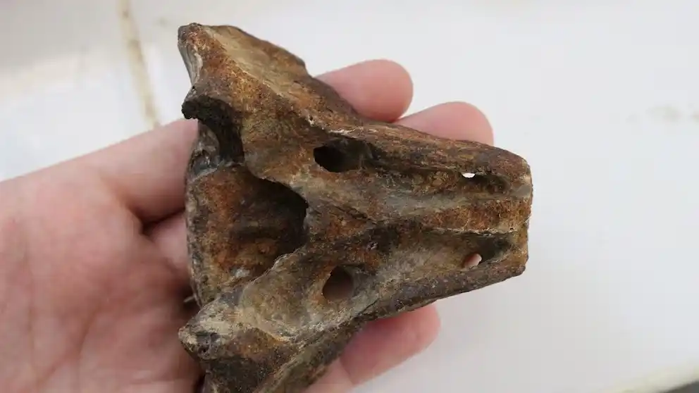 Hallazgos paleontológicos en Chaco