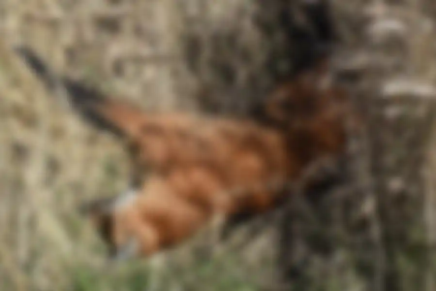 Encontraron muerto a un aguará guazú sobre la Ruta Nacional 168