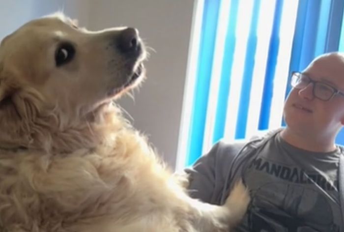 por qué mi perro me sigue a todas partes - 1