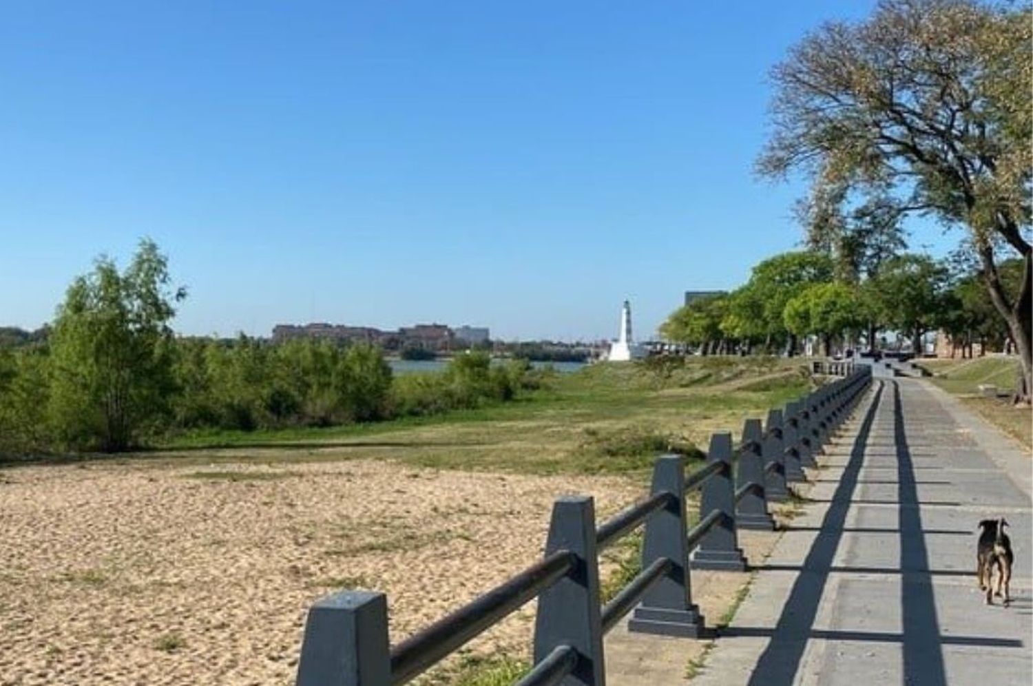 Alerta en la Costanera de Santa Fe: cinco perros fueron atacados por yarará