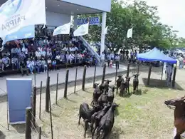 El Gobierno provincial proyecta un calendario
ampliado de remates ganaderos para el 2026