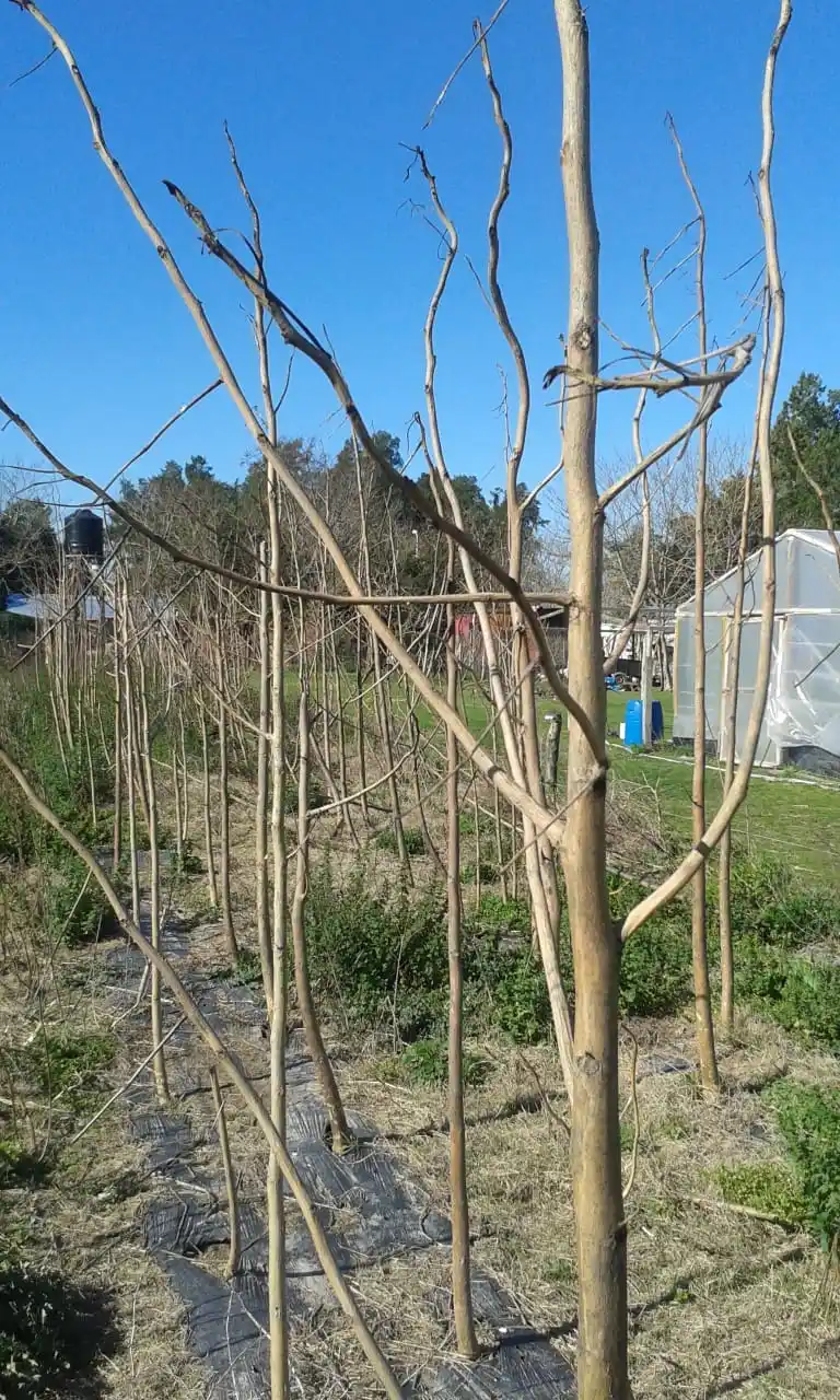 Daño irreversible por un producto químico en un cultivad de moringa