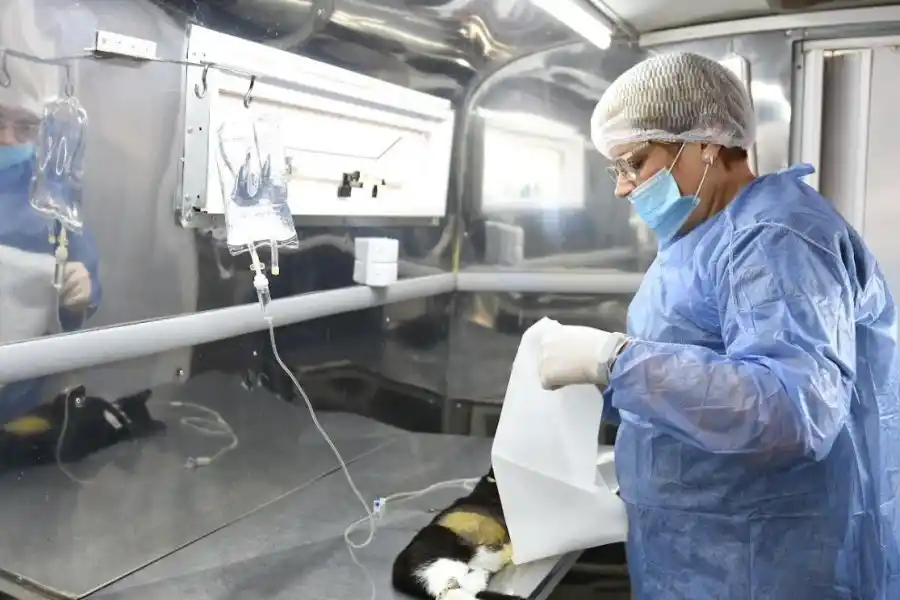 Castraciones: un método ético para controlar la población de animales en la ciudad