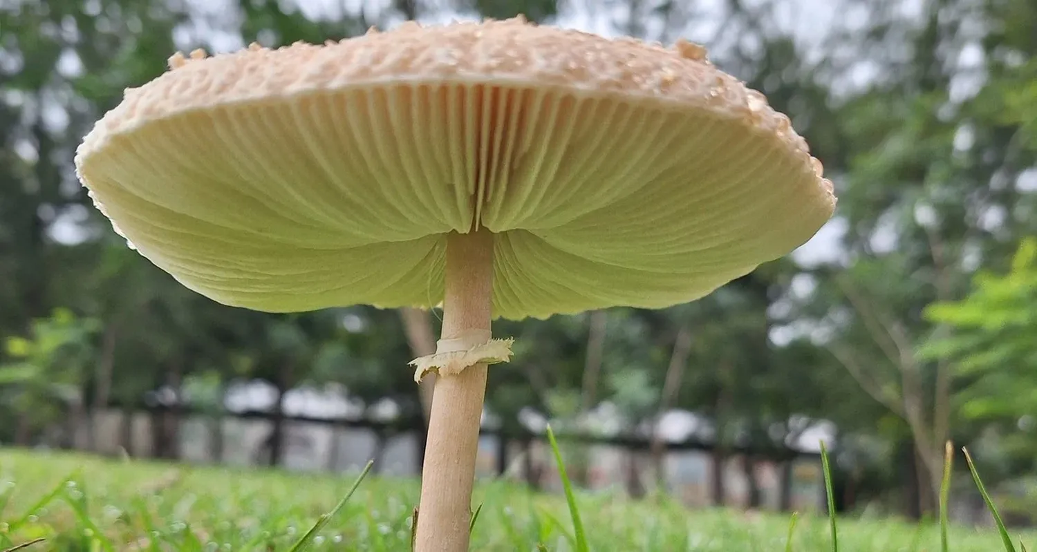 Macrolepiota sp. Gentileza