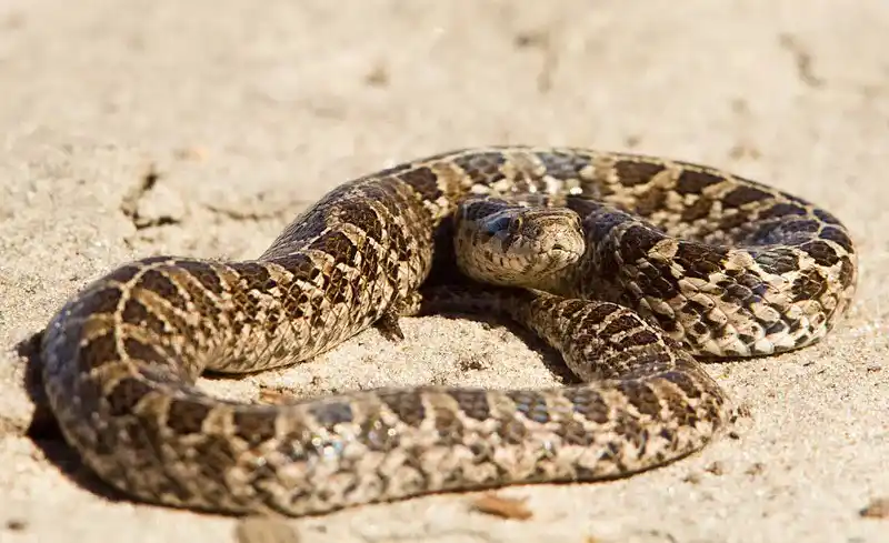 16 de Julio: Día Internacional de la Serpiente
