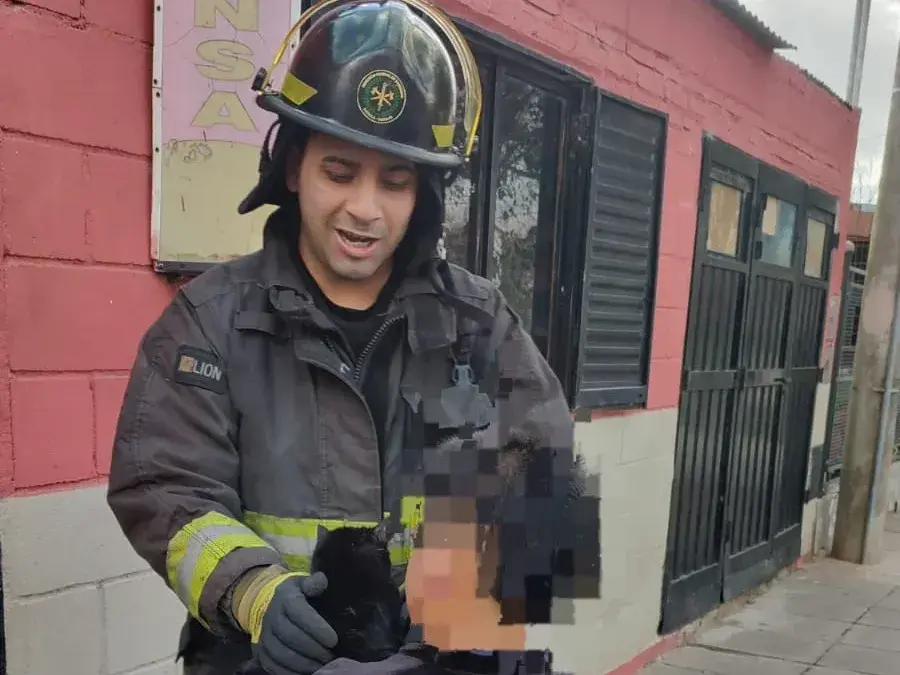 Un gatito quedó atrapado en la copa de un árbol: fue rescatado por bomberos