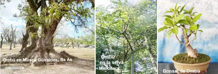 El Ombú : ¿exótico en la Pampa?