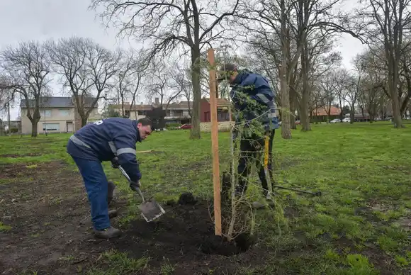 Revalorizar Mar del Plata: reforestan el Parque Primavesi