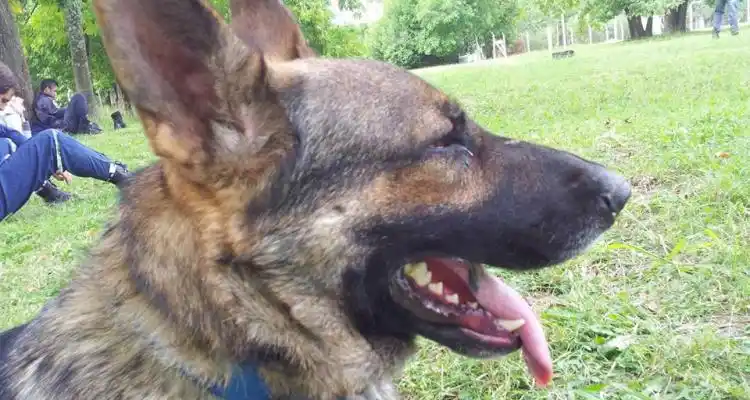 Buscan a “Maní”, un perro rescatista de bomberos que podría estar perdido en la zona