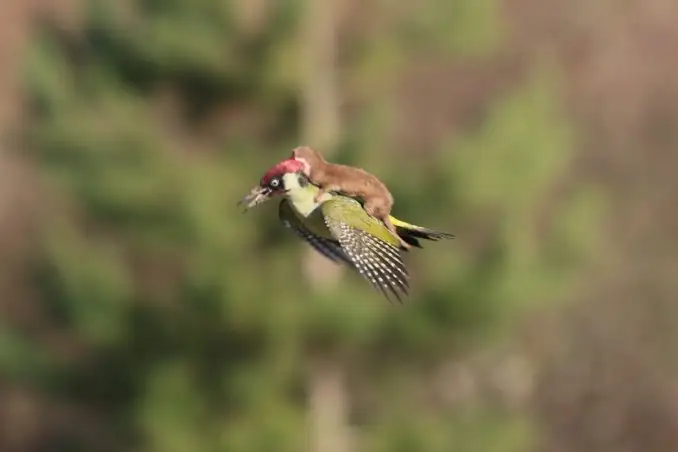 Increíble: una comadreja voló sobre un pájaro carpintero
