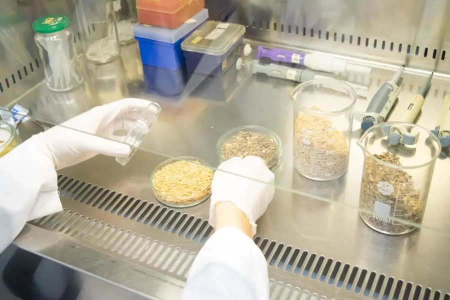 Gran trabajo de UNL y CONICET: desarrollan biomaterial para reemplazar el plástico en packaging