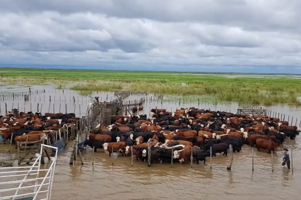 Toman medidas para facilitar el movimiento de hacienda desde islas a tierra firme ante posible creciente del río