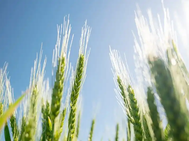 Con la gruesa en plena cosecha, agricultores ya planifican la fina 2027