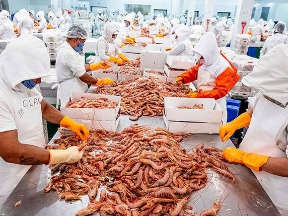 Por la crisis, cámaras pesqueras decidieron no participar de la zafra nacional de langostino