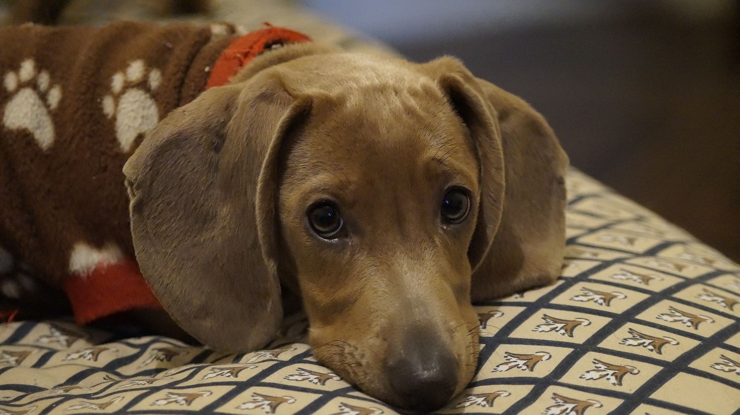 Cómo afecta la pirotecnia a las mascotas