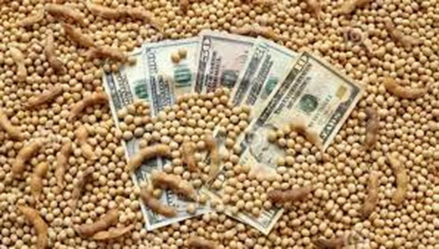 Dólar Agro: ampliaron el listado y suman al sorgo, la cebada y el girasol