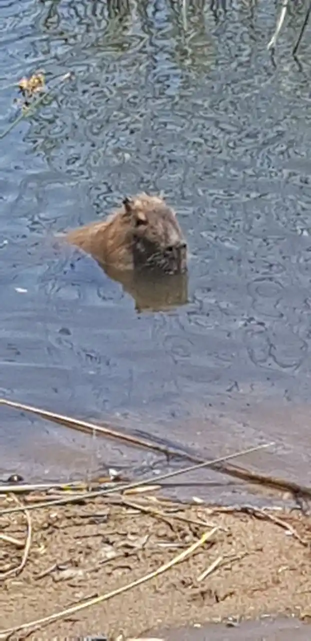 Vecinos sorprendidos al detectar un carpincho en el Dique