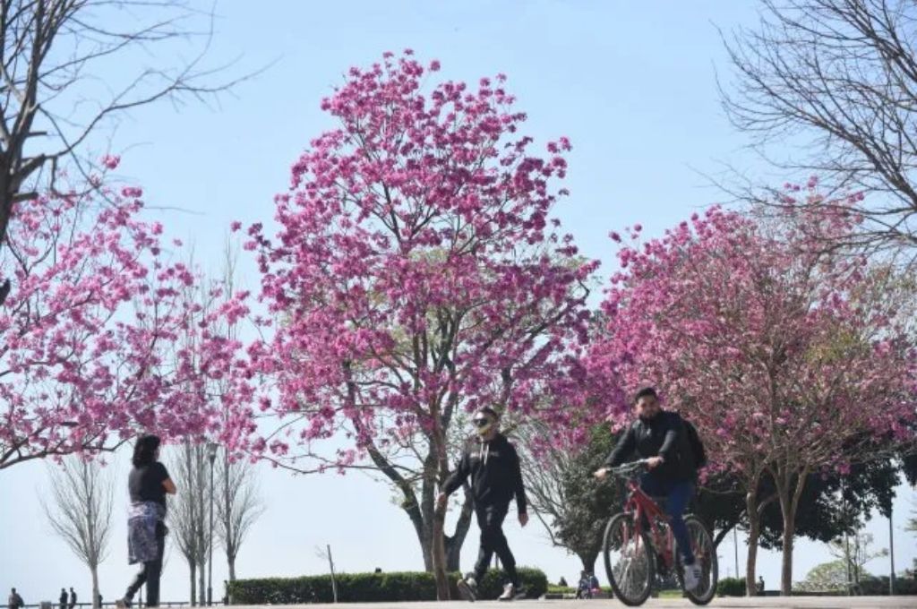 La Municipalidad lanza el programa “Árboles para mi ciudad”