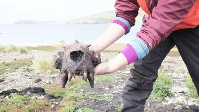 Los humanos prehistóricos se adelantaron a los europeos al colonizar las Islas Malvinas siglos antes