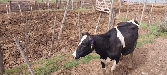 La Sociedad Rural de Rafaela, en alerta: “La inseguridad no cesa en el campo”