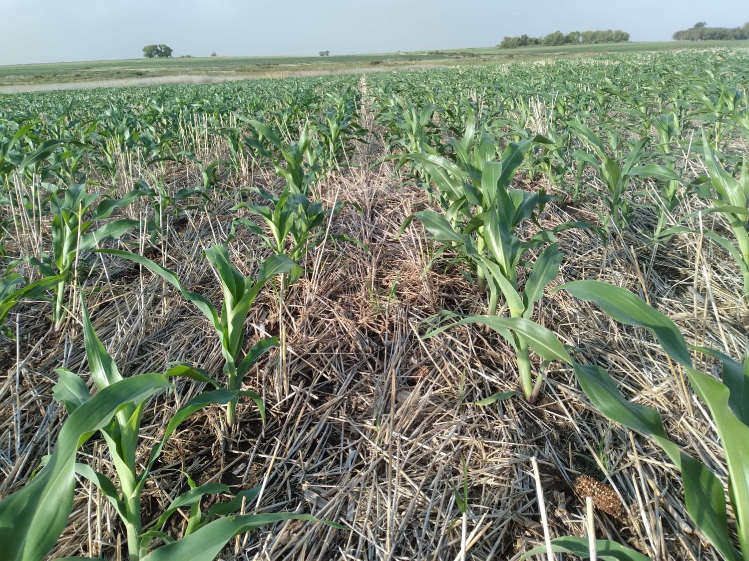 Por la sequía, el ingreso de dólares de la agroindustria cayó a niveles récord