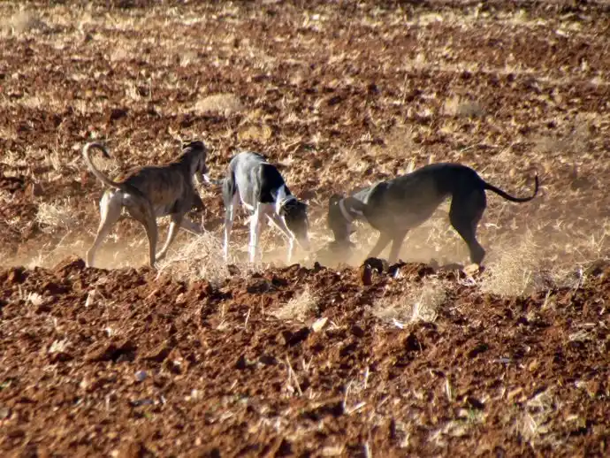 Los perros también fueron trasladados a sede policial. Imagen ilustrativa.