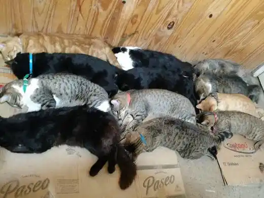 Unos 40 animales fueron castrados en Pueblo General Belgrano