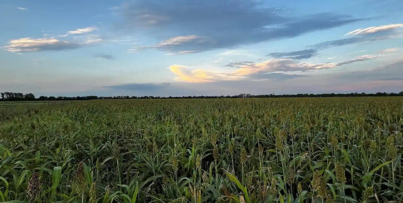 Las lluvias de esta semana mejoraron el perfil de agua en toda el área agrícola.