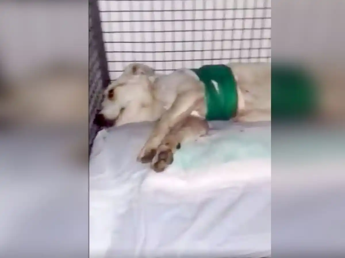 Despellejaron a una perra en Río Cuarto: la policía busca a los agresores