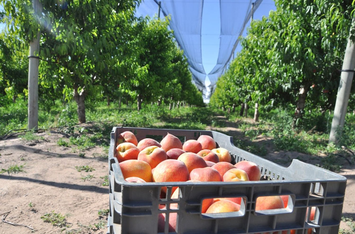 Frutihortícolas denuncian aumentos de precios desmedidos en la venta al público