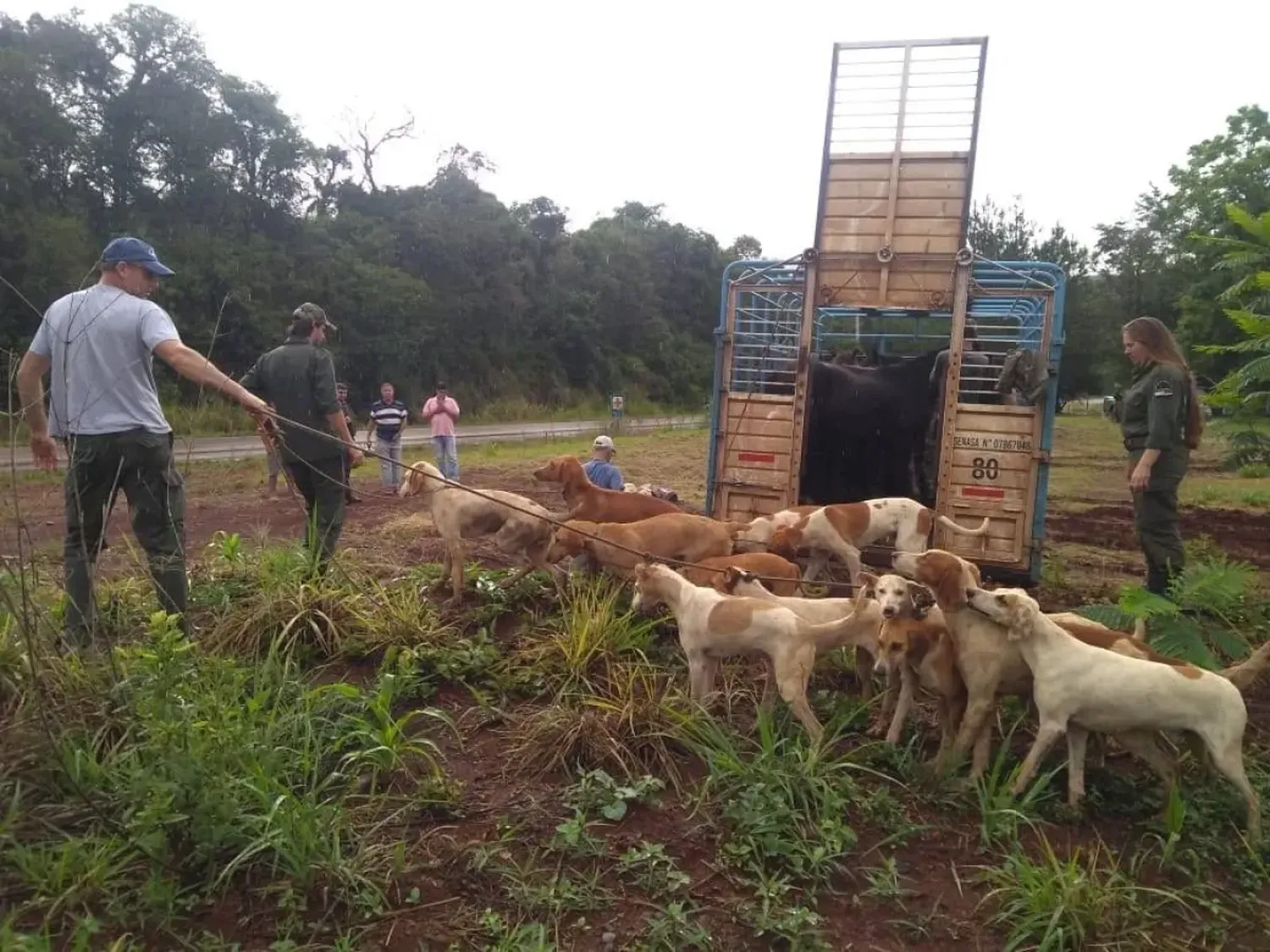 Proyecto de ley en Misiones prohibirá la presencia de perros en áreas protegidas para preservar la biodiversidad