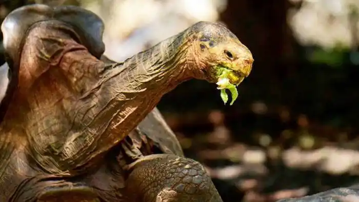 La historia de la tortuga Diego: tuvo 800 crías, salvó a su especie y se jubila a los 100 años