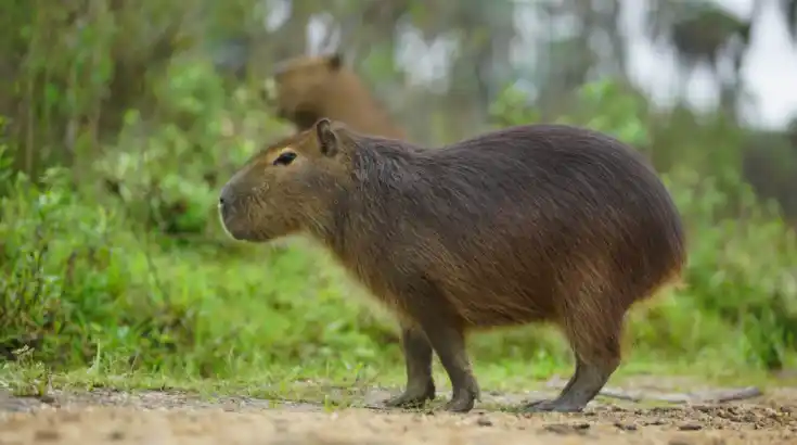 Pehuajó: Por los accidentes, Juntos por el Cambio pidió pasos bajo a nivel en rutas para carpinchos y fauna silvestre