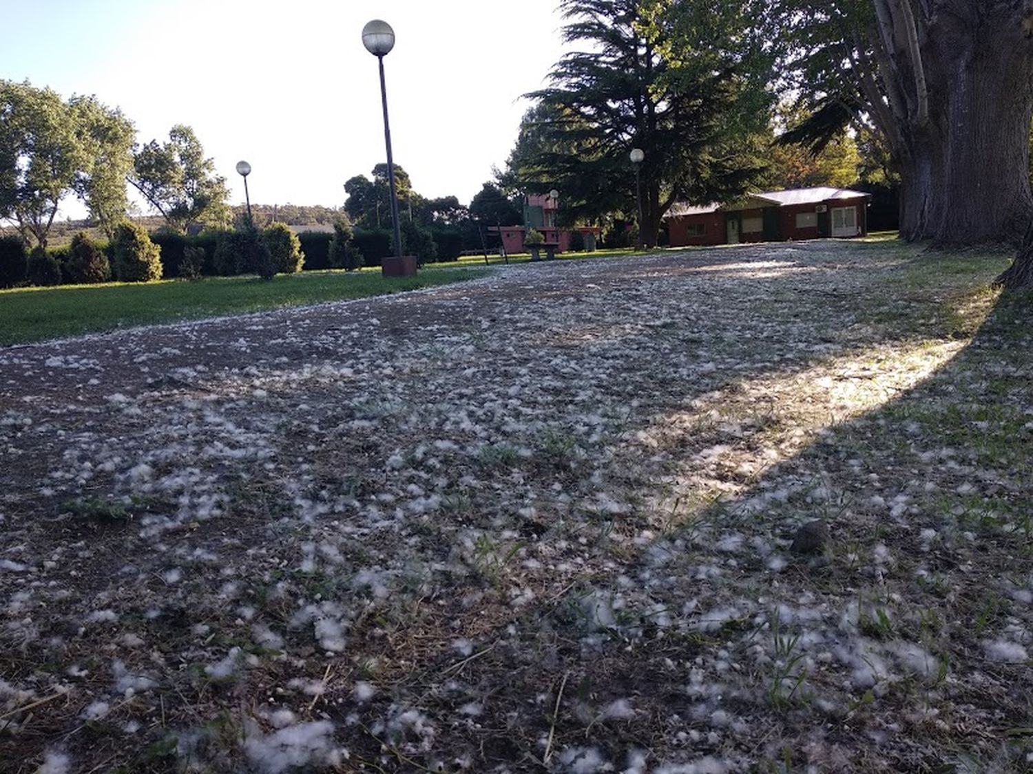 Semillas de álamo blanco, la respuesta a los elementos blancos que están en todos lados