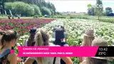 Se abren las visitas al campo de peonias en el Paraje El Gallo