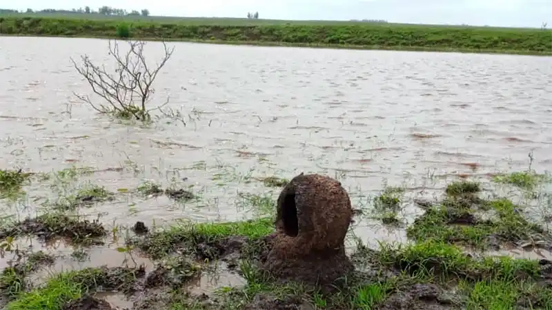 “Mal presagio”: un hornero hizo nido a orillas de una laguna
