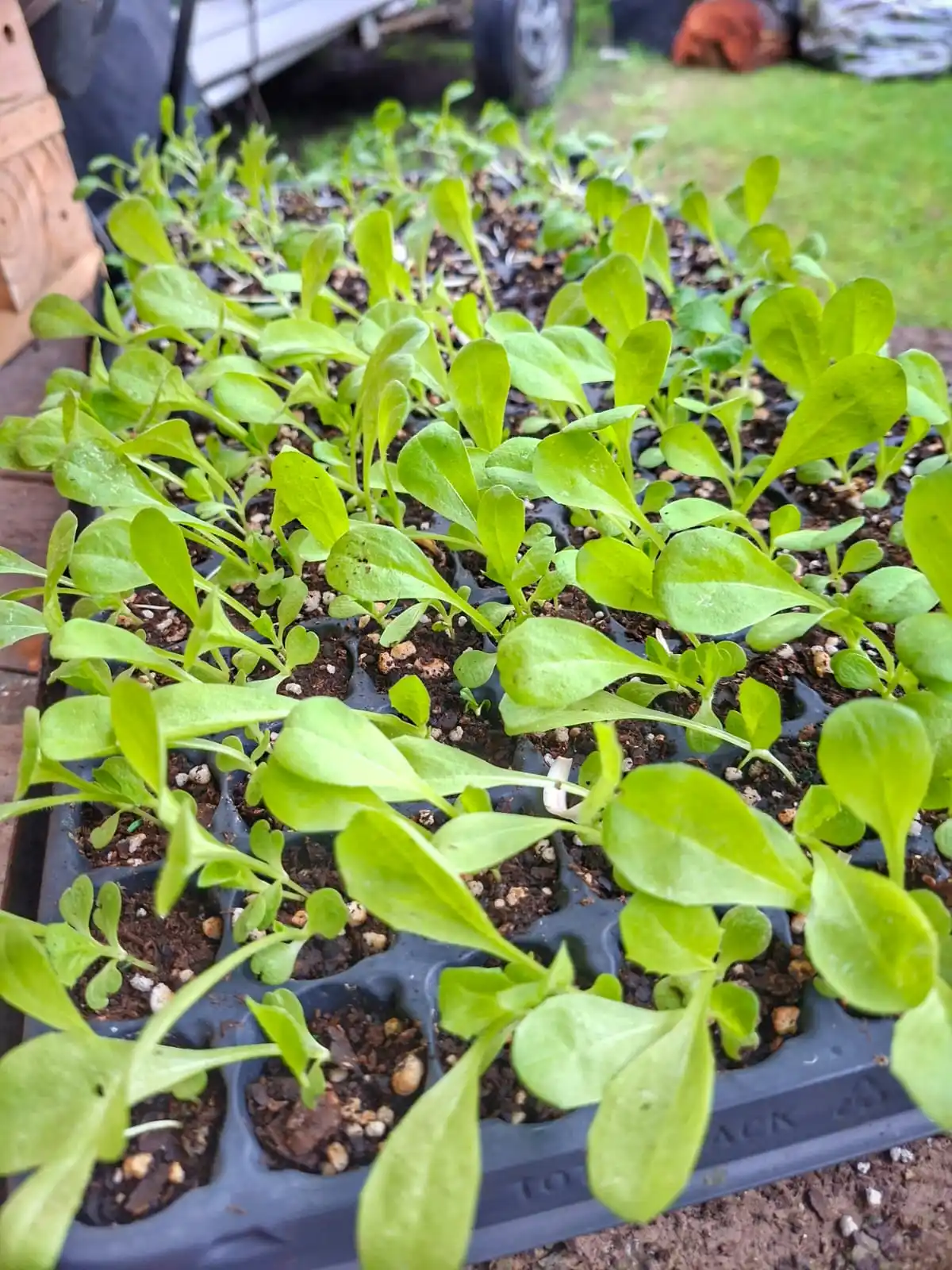 david paniggi apasionado jardinería rafaelo ingeniero agrónomo - 6