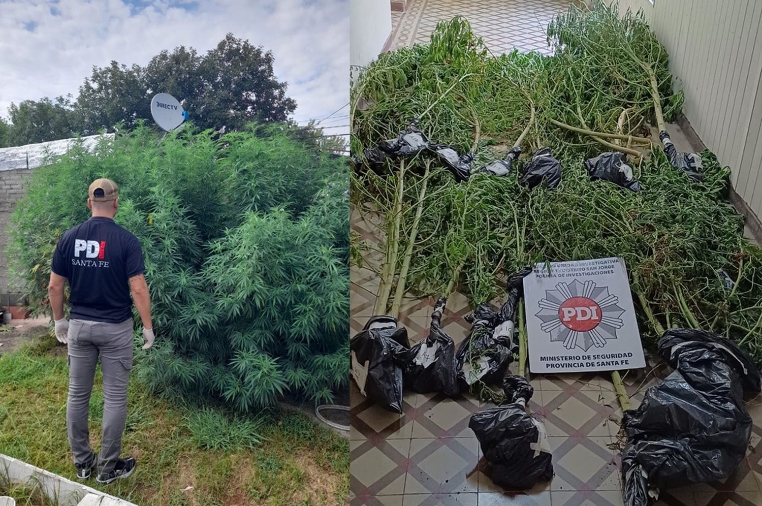 Hallaron 16 plantas de cannabis y marihuana en allanamientos en la región