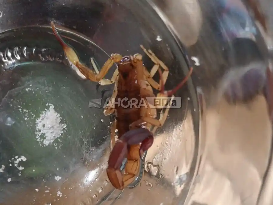 El insecto que picó a la nena.