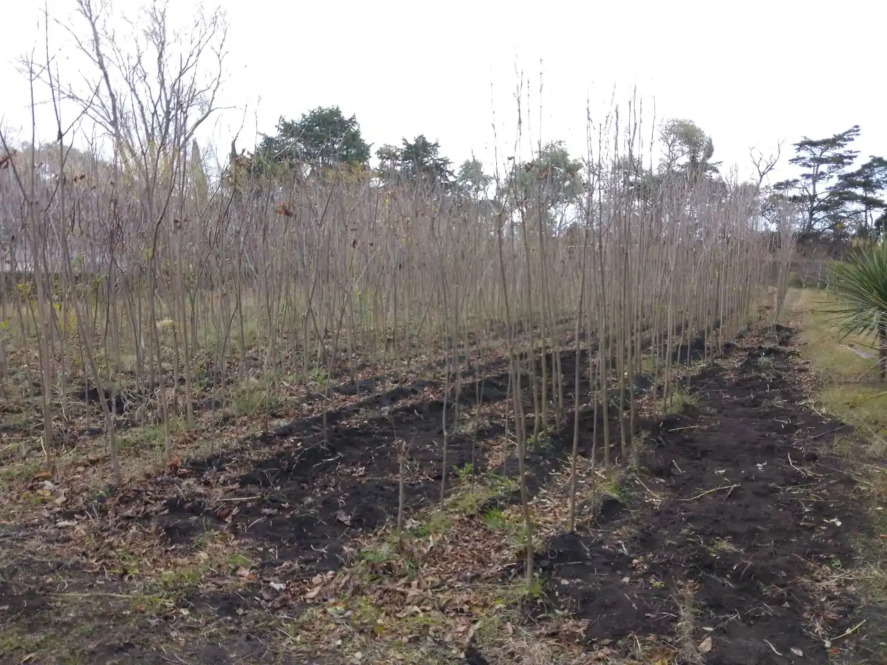 Charla. la importancia del arbolado en la ciudad